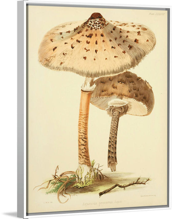 "Illustrations of British Mycology Plate 88 (1847-1855)", Anna Maria Hussey