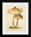 "Illustrations of British Mycology Plate 88 (1847-1855)", Anna Maria Hussey