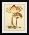 "Illustrations of British Mycology Plate 88 (1847-1855)", Anna Maria Hussey