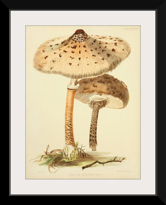 "Illustrations of British Mycology Plate 88 (1847-1855)", Anna Maria Hussey