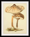 "Illustrations of British Mycology Plate 88 (1847-1855)", Anna Maria Hussey