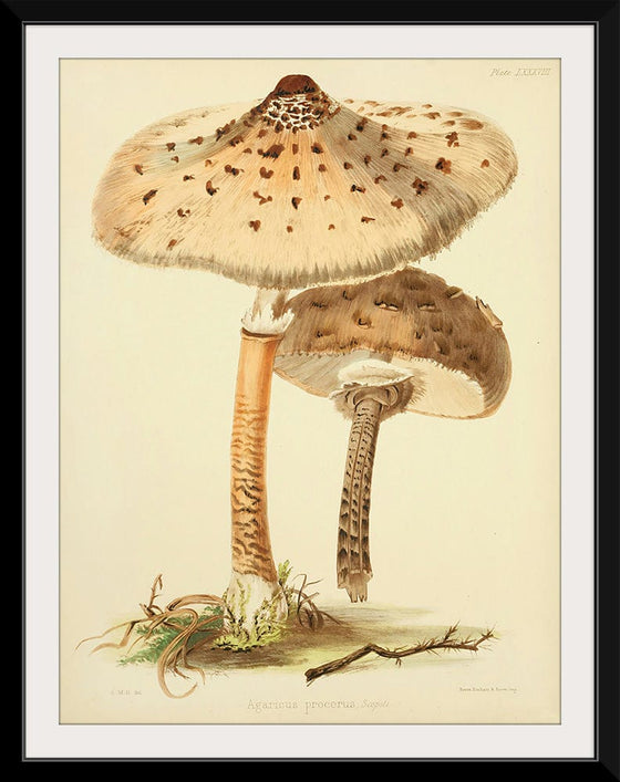 "Illustrations of British Mycology Plate 88 (1847-1855)", Anna Maria Hussey