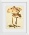 "Illustrations of British Mycology Plate 88 (1847-1855)", Anna Maria Hussey