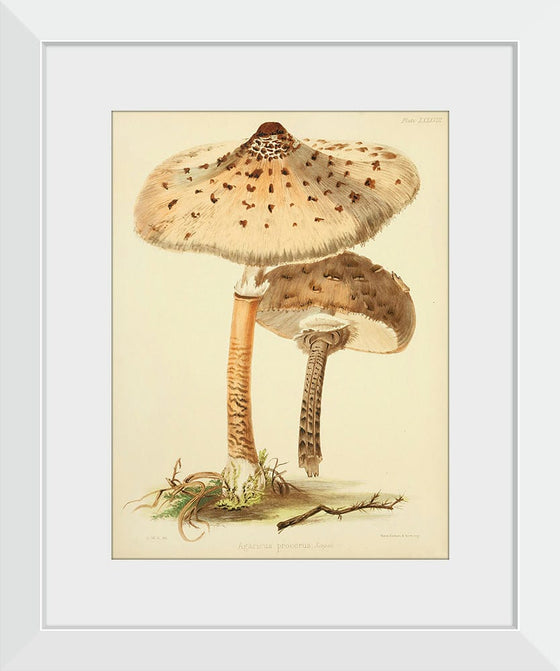 "Illustrations of British Mycology Plate 88 (1847-1855)", Anna Maria Hussey