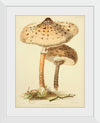 "Illustrations of British Mycology Plate 88 (1847-1855)", Anna Maria Hussey