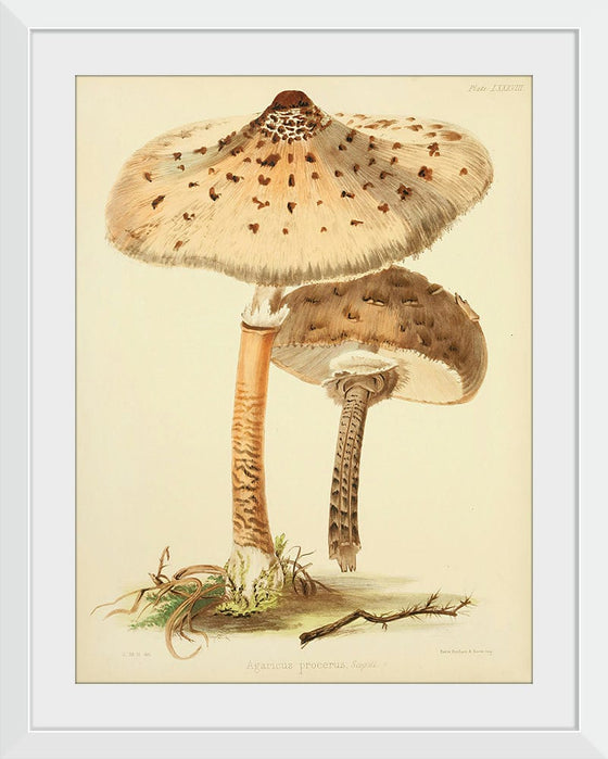 "Illustrations of British Mycology Plate 88 (1847-1855)", Anna Maria Hussey