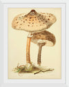 "Illustrations of British Mycology Plate 88 (1847-1855)", Anna Maria Hussey