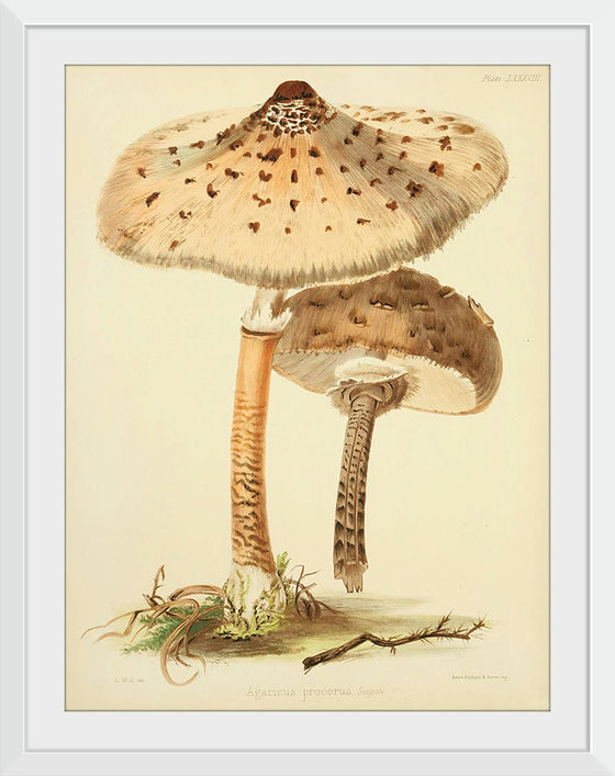 "Illustrations of British Mycology Plate 88 (1847-1855)", Anna Maria Hussey