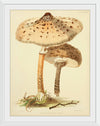 "Illustrations of British Mycology Plate 88 (1847-1855)", Anna Maria Hussey