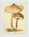 "Illustrations of British Mycology Plate 88 (1847-1855)", Anna Maria Hussey