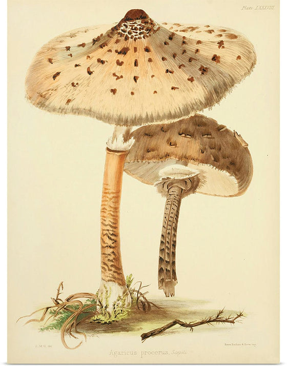 "Illustrations of British Mycology Plate 88 (1847-1855)", Anna Maria Hussey