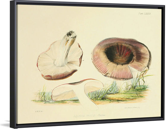 "Illustrations of British Mycology Plate 89 (1847-1855)", Anna Maria Hussey