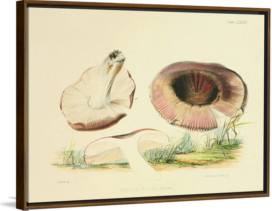 "Illustrations of British Mycology Plate 89 (1847-1855)", Anna Maria Hussey