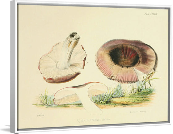 "Illustrations of British Mycology Plate 89 (1847-1855)", Anna Maria Hussey