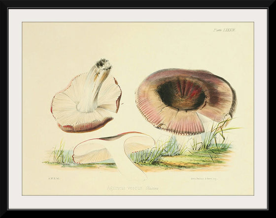 "Illustrations of British Mycology Plate 89 (1847-1855)", Anna Maria Hussey