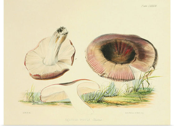 "Illustrations of British Mycology Plate 89 (1847-1855)", Anna Maria Hussey